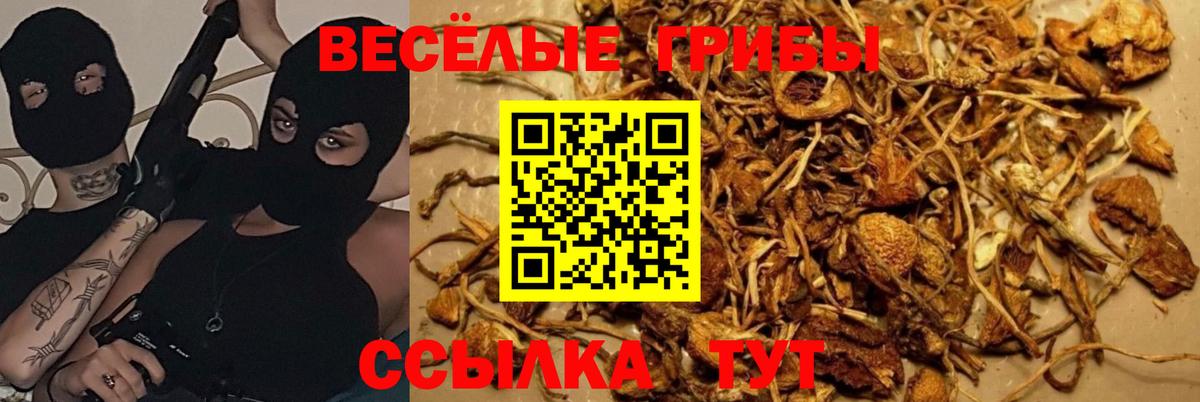 Кузнецк  Галлюциногенные грибы прущие грибы  Вход с VPN 